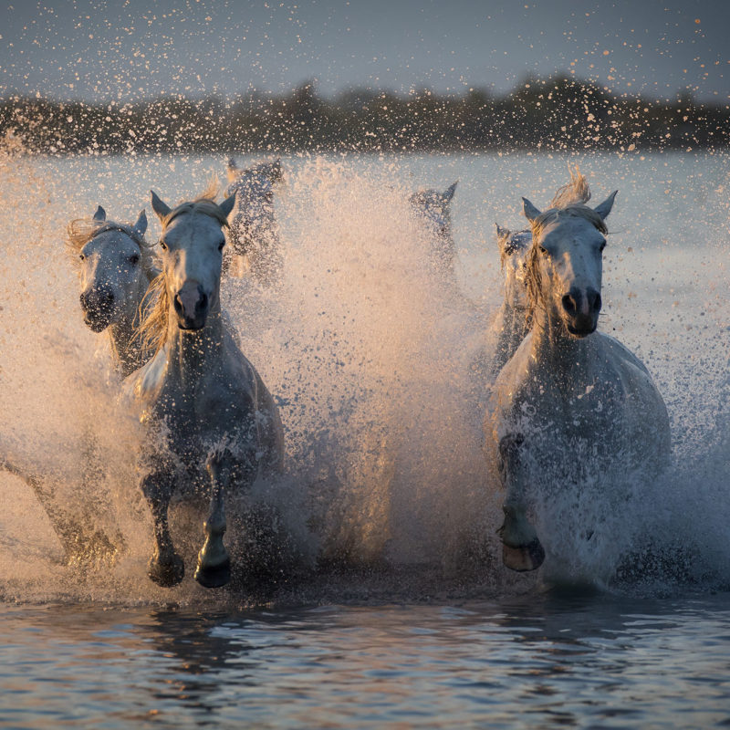 Viaggio fotografico in Camargue - Photoprisma