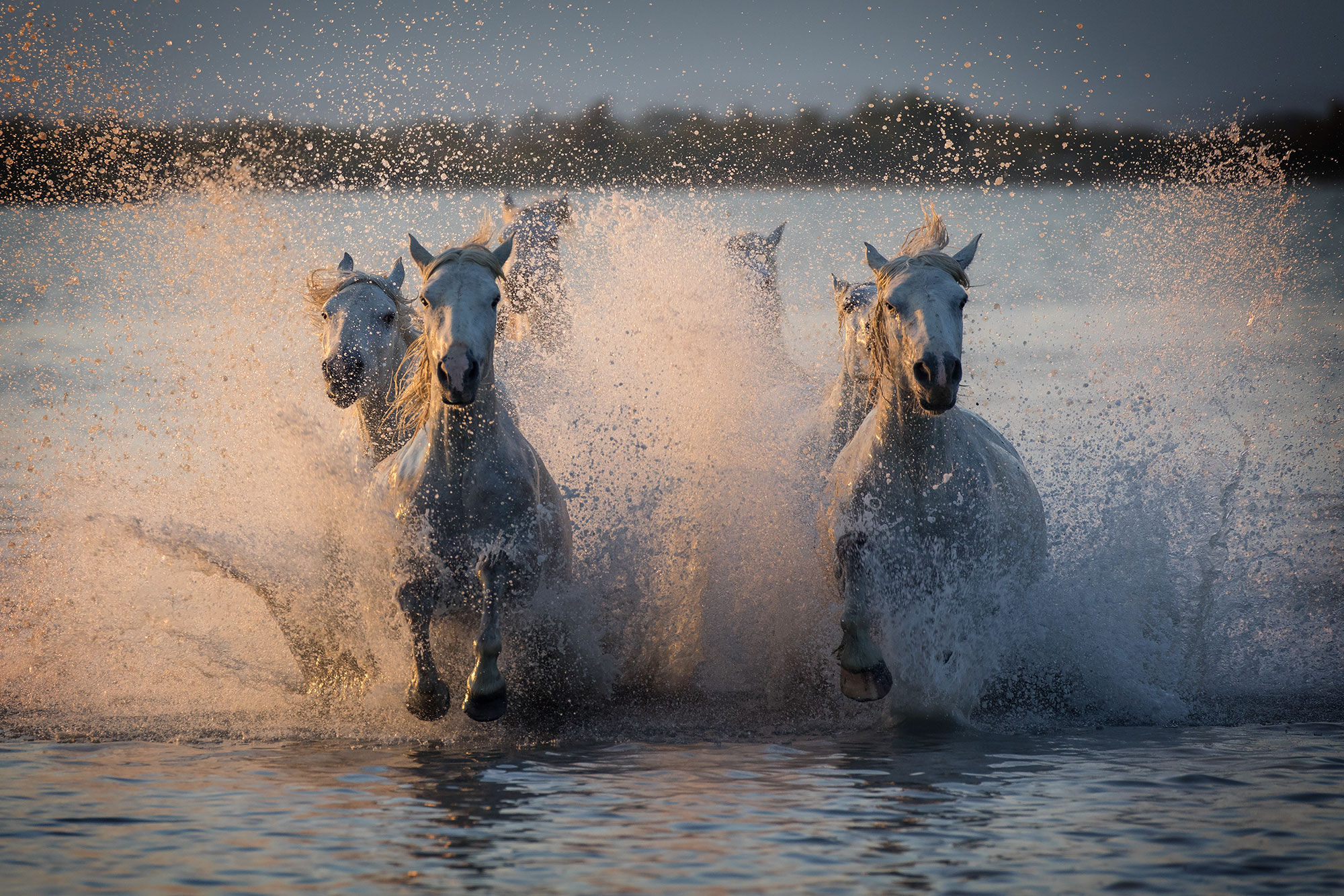 Dietro lo scatto: fotografare cavalli Camargue in corsa negli stagni