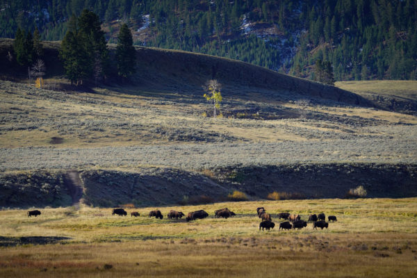 Viaggio fotografico a Yellowstone - Photoprisma