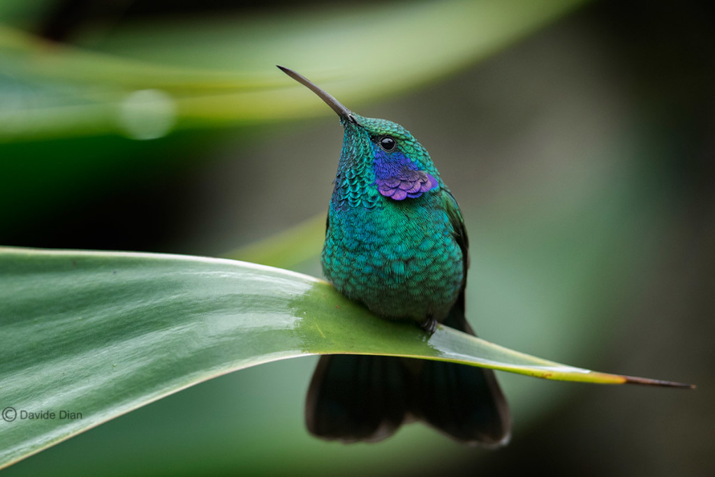 Fotografare i colibrì