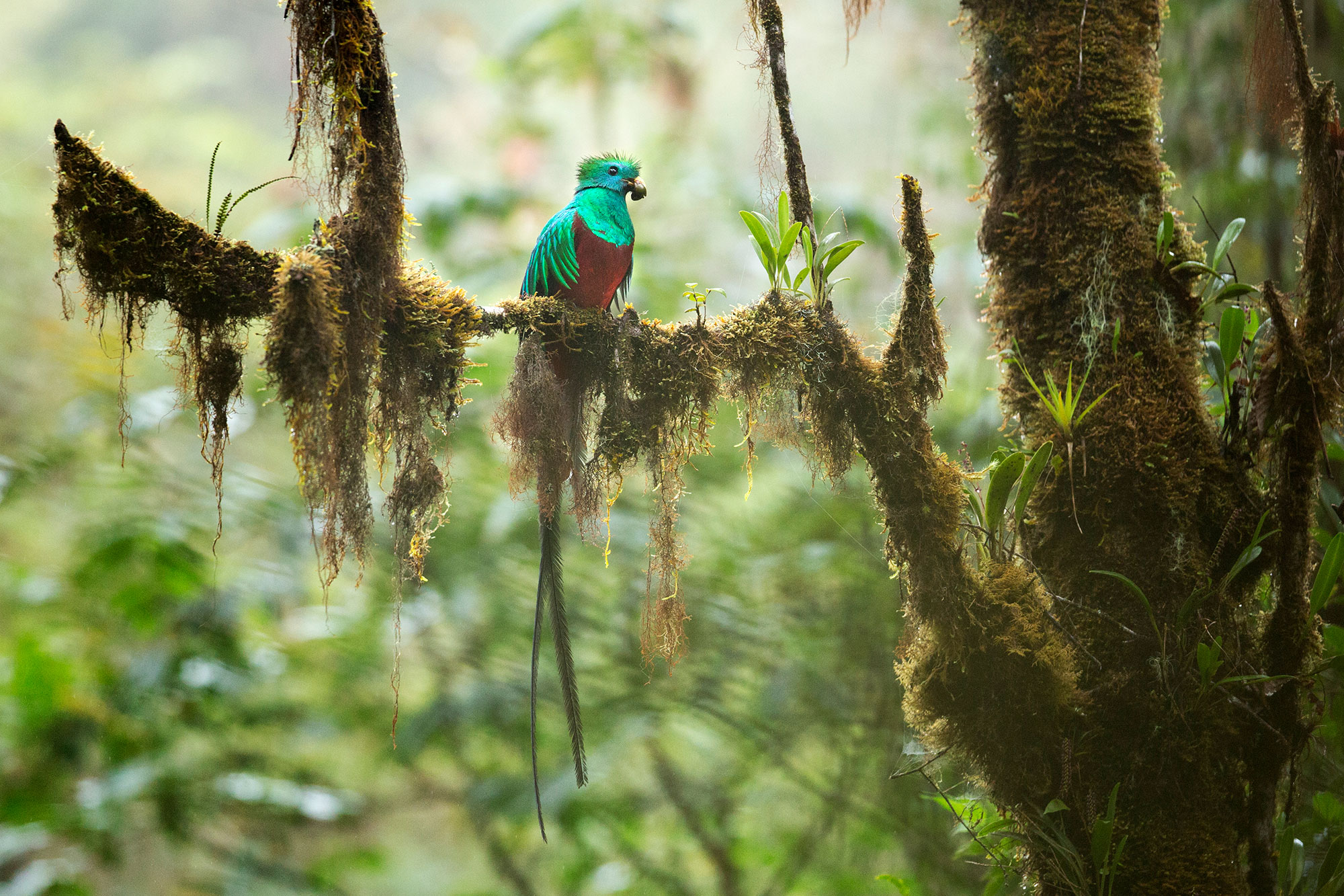 Dietro lo scatto: fotografare il Quetzal